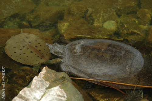 Male and female spiny softshell turtles from Lake Champlain population