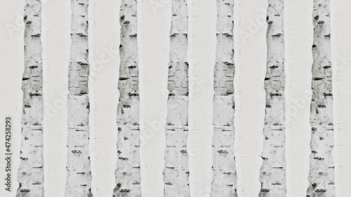 Silver Birch Illustration. Nature Background.