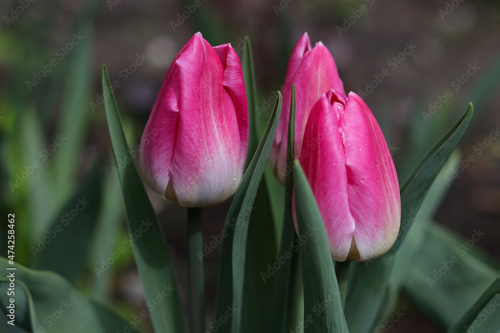 White and pink tulips on a green background. Spring flowers. Buds of pink tulips in the garden. Flowers background. Soft focus. Beautiful bouquet of purple tulips on nature background