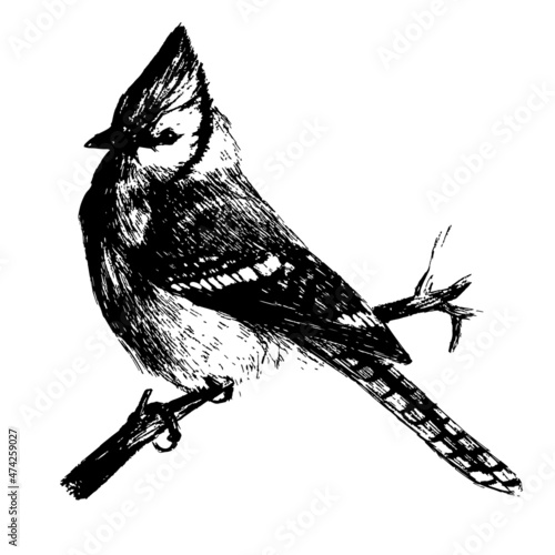 blue jay, realistic pencil hatched drawing, hand-drawn black-and