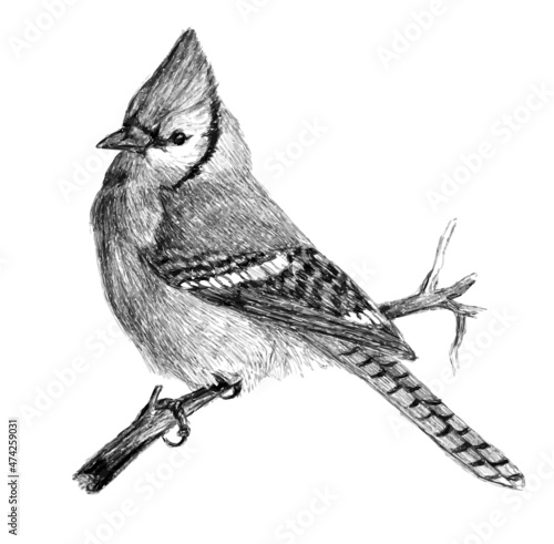 blue jay, realistic pencil hatched drawing, hand-drawn black-and