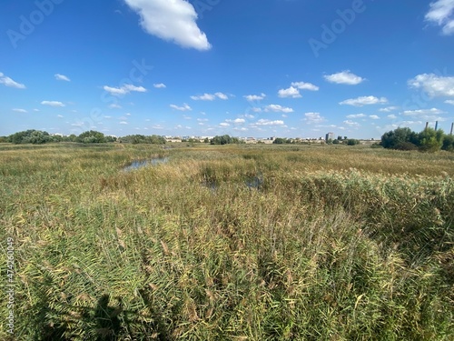 Reed with lake and blue sky with a few white clouds on landscape view