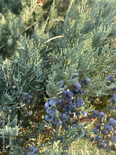 Savin juniper fruits closeup view with focus on foreground