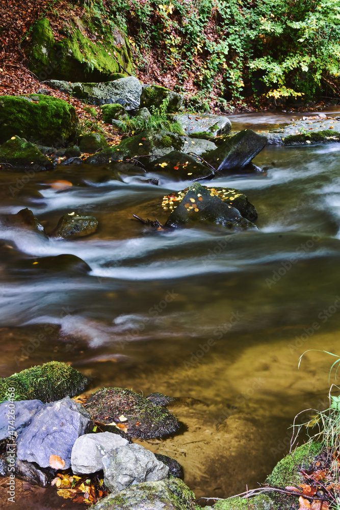 Fototapeta premium stream in the forest
