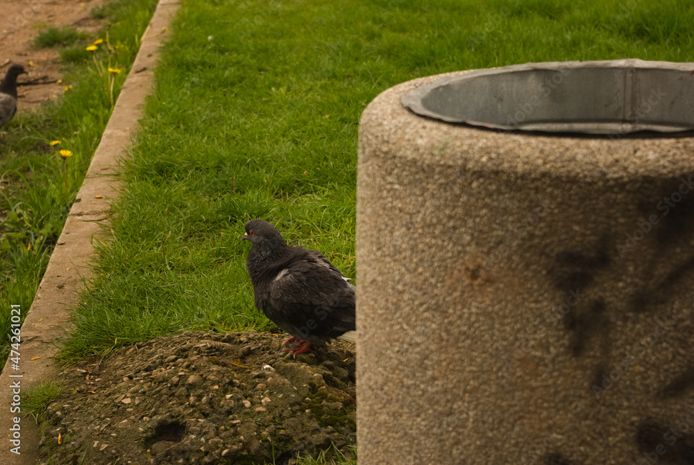 Obraz premium pigeons in the park