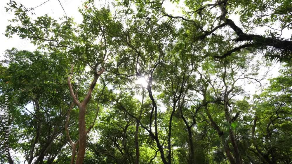 Looking up forest perspective sky. High trees sun beams sky. Tree tall with top sky sunshine. 