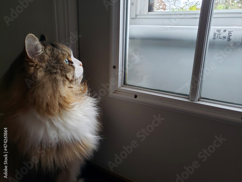Принти на полотні A ragamuffin cat staring intently to the outdoors