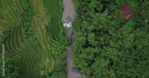 Wallpaper Mural Overhead shot of nature landscape in the morning with river crossing in the rice fields. The view is in tropical land. Perfect for cinematic, travel, adventure and documentaries video. Torontodigital.ca