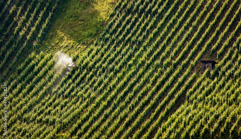 Weinernte Weinernte