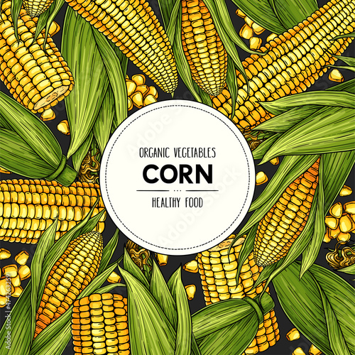 Hand drawn banner with corn. Organic legumes plant drawing with corn cobs and grain