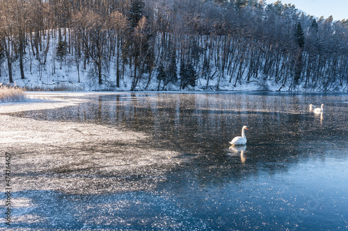 three swans sitting on a frozen lake on a sunny winter day