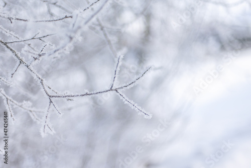 Tree branches in winter covered with frost, sparkling cold winter background, beautiful winter scene