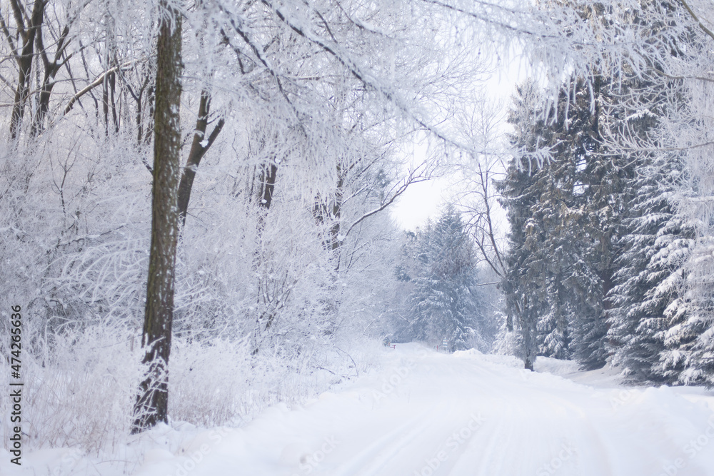 Naklejka premium Beautiful winter forest, forest with trees covered with frost, forest road covered with snow, forest after snowfall