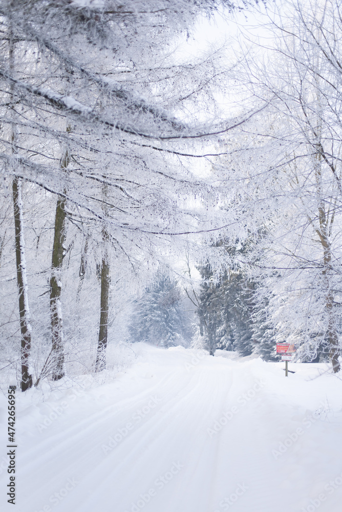 Beautiful winter forest, forest with trees covered with frost, forest road covered with snow, forest after snowfall Beautiful winter forest, forest with trees covered with frost, forest road covered with snow, forest after snowfall
