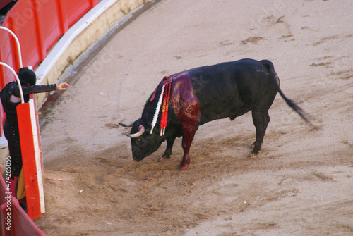 Spanish bullfighting in Barcelona. A wounded bull with swords rolled in its back.
