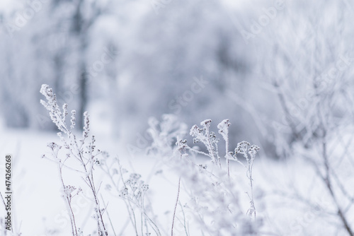 Frozen plants closeup at winter cloudy morning, winter background © Studio Afterglow