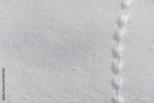 Wild animal footprints in the snow in winter.