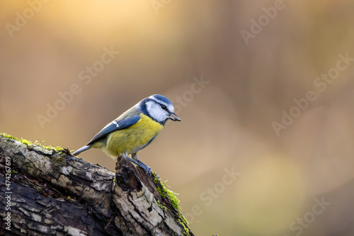 Blue tit at a feeding place at the Mönchbruch pond in a natural reserve in Hesse Germany. Looking for food in winter time. © ms_pics_and_more