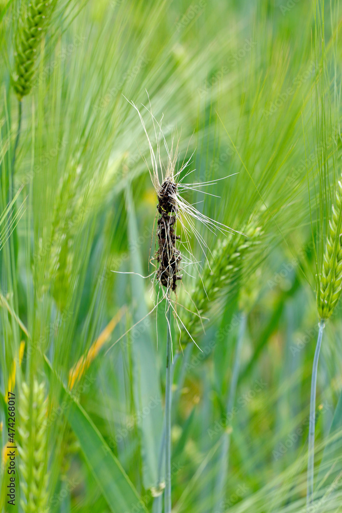 Loose smut of barley is caused by Ustilago nuda. It is a disease that can destroy a large part of a barley crop. Loose smut replaces grain heads with smut, or masses of spores. Loose smut of barley is caused by Ustilago nuda. It is a disease that can destroy a large part of a barley crop. Loose smut replaces grain heads with smut, or masses of spores.