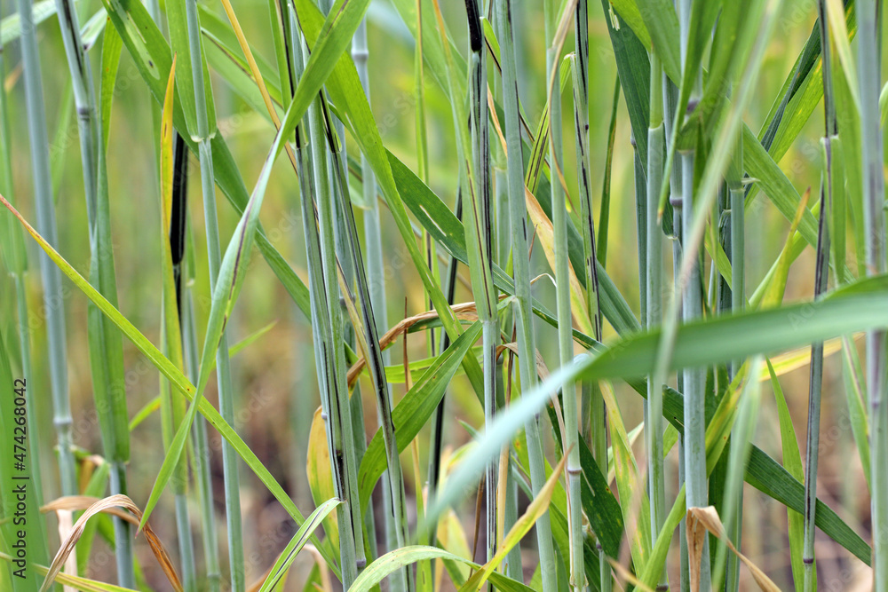 Obraz premium Flag, stalk or stripe smut of rye it is disease caused by the fungus Urocystis occulta which attacks the leaves and stalks of rye (Secale cereale). It is a serious disease that causes crop damage.