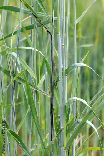 Fototapeta Naklejka Na Ścianę i Meble -  Flag, stalk or stripe smut of rye it is disease caused by the fungus Urocystis occulta which attacks the leaves and stalks of rye (Secale cereale). It is a serious disease that causes crop damage.