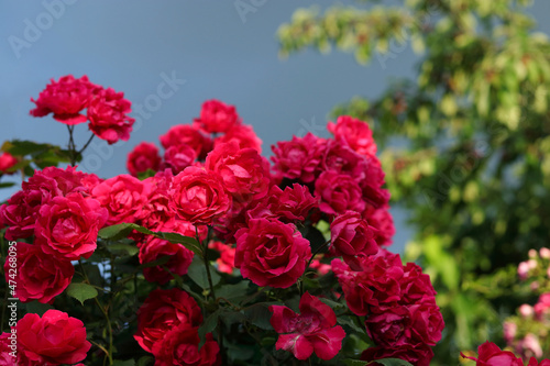 Lush bush of pink roses. Blurred floral background with red flowers roses. Red roses on a background of the sky. A place for the text. Many flowers.soft focus.Garden roses