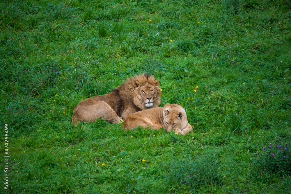 lioness couple resting on the green grass lioness couple resting on the green grass