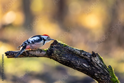 A middle-spotted woodpecker in a little forest at the M  nchbruch pond looking for food on a branch of a tree at a sunny day in winter. Beautiful blurred bokeh caused by the sun shining through trees.