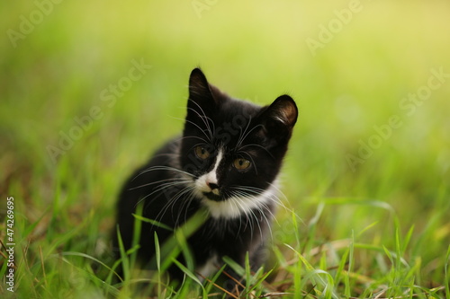 Black and white kitten resting on the green grass