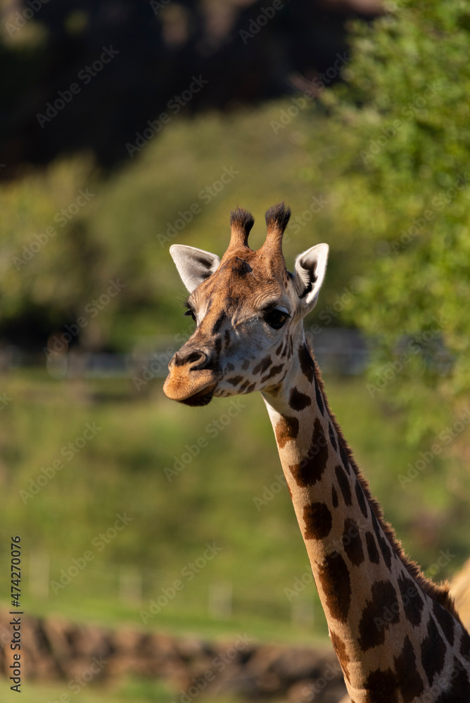 Medium shot of a posing giraffe