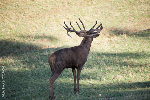 Male deer in the time of bellowing or bellowing to the rutting period of the red deer