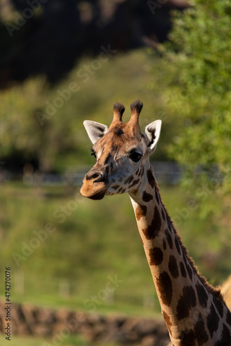 Medium shot of a posing giraffe