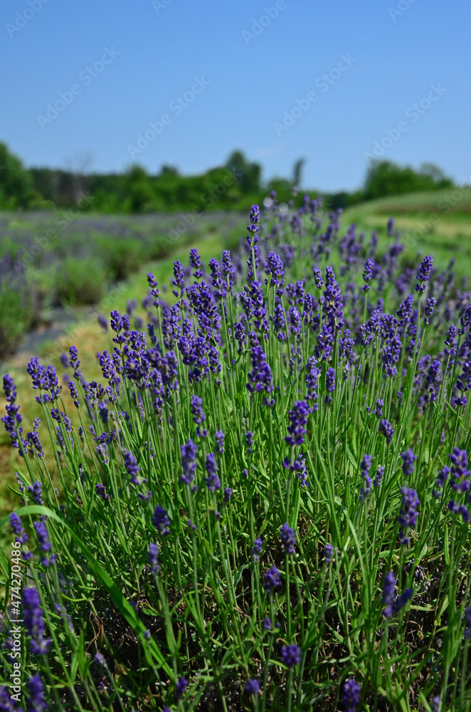 Naklejka premium field of lavender