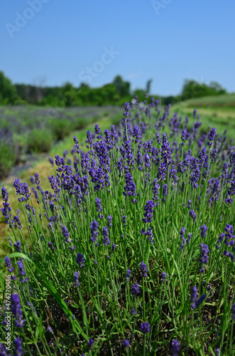 field of lavender