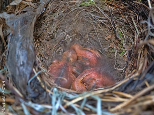 Nest of Blackbird (Turdus merula) with nestlings at age of several days in hollow of tree. Mixed forests of Northern Europe photo