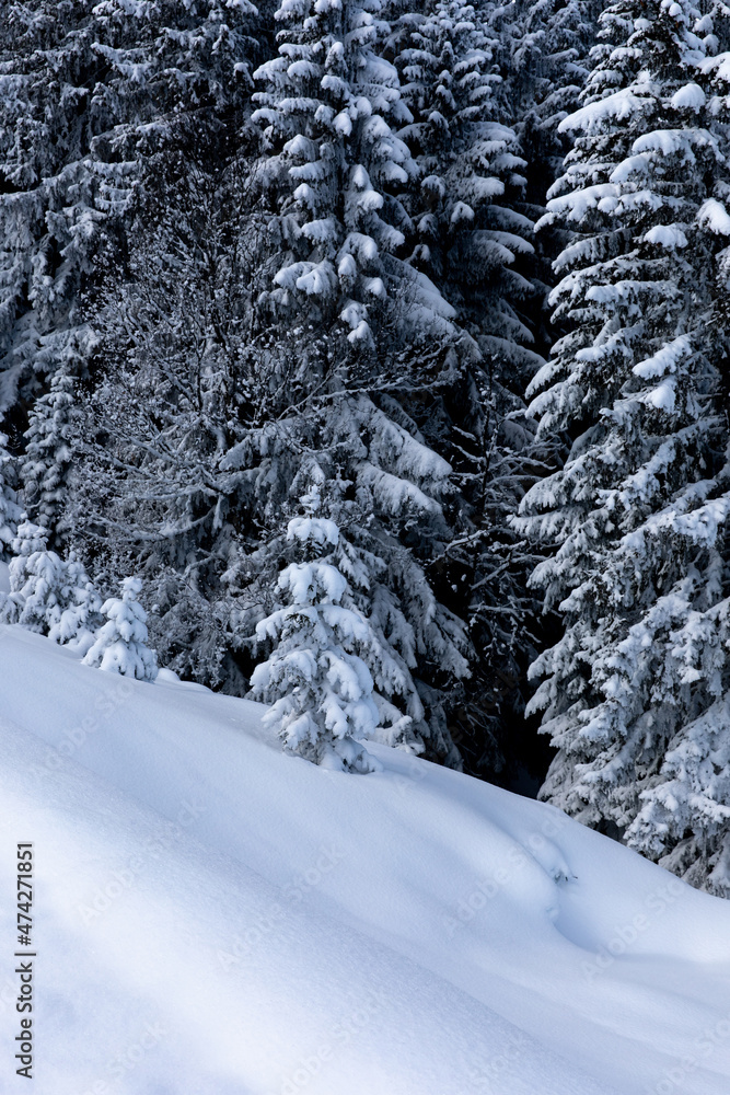 Untouched snow and white pine trees in alpine forest Untouched snow and white pine trees in alpine forest