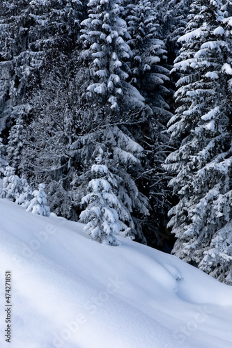 Untouched snow and white pine trees in alpine forest