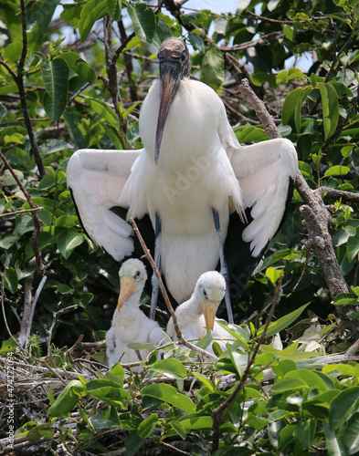 Wood Stork Family photo