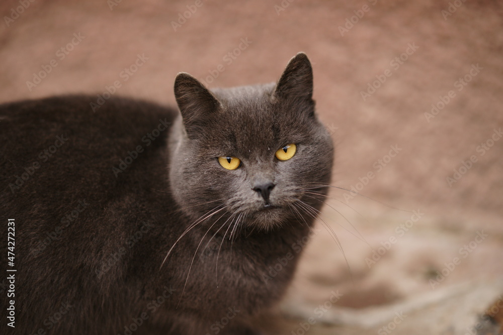 Close up face of an grey British cat outdoor