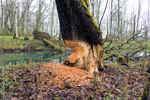 A huge two-hundred-year-old tree is gnawed by beavers on the river bank photo