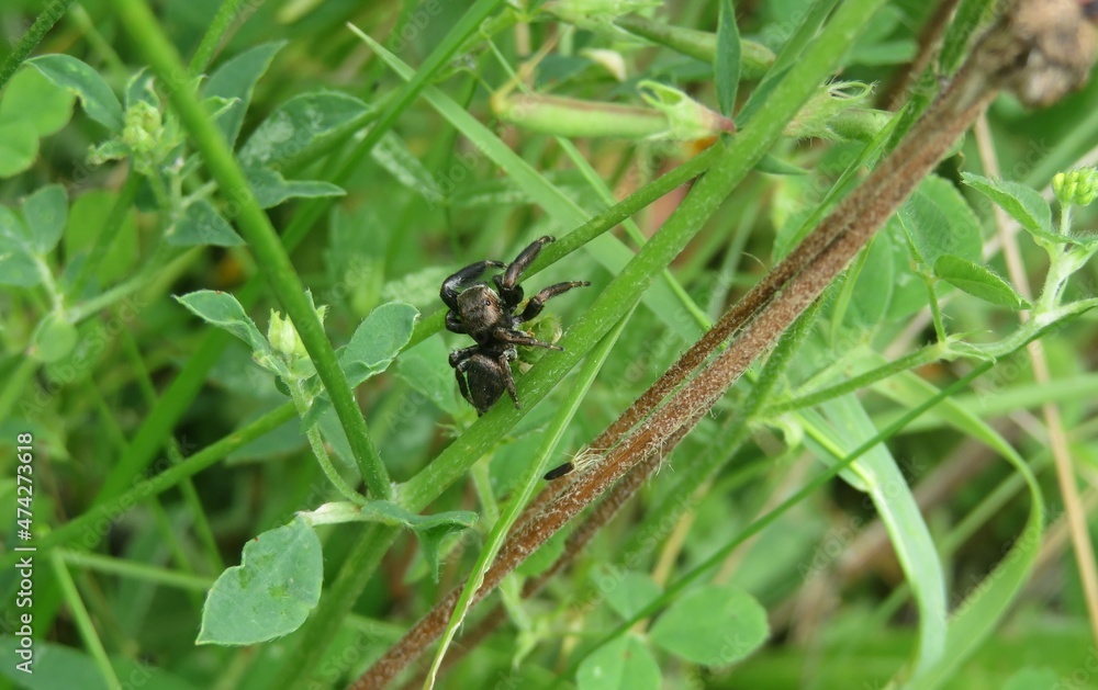 Jumping spider on green grass background Jumping spider on green grass background