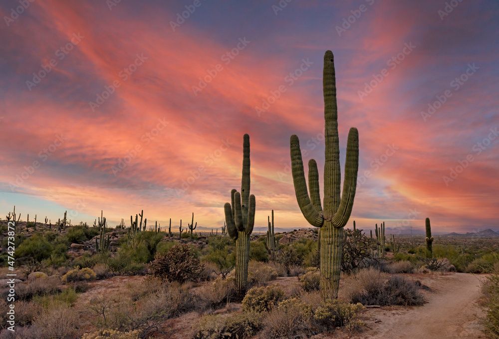 Colorful Morning Sky With Cactus In The Arizona Desert 