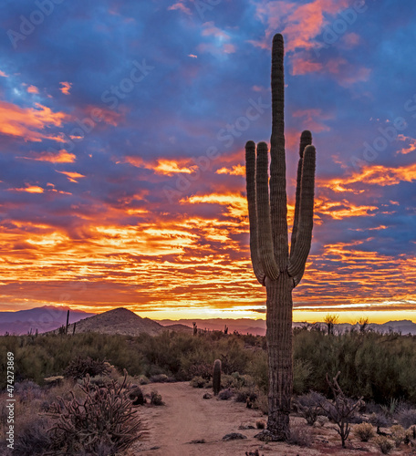 A Lone Saguaro Cactus At Sunrise Time In Arizona
