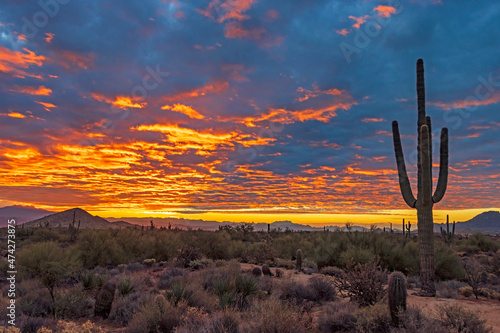 Saguaro Cactus At Sunrise Time In Arizona