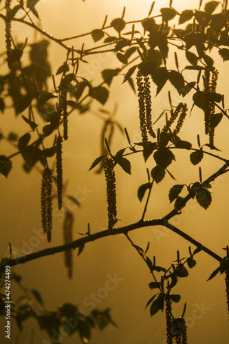 Forest science, dendrology. Blooming Common birch (Betula verrucosa). Young foliage and catkins in fog photo