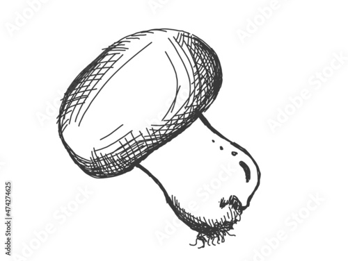 illustration of a mushroom champignon drawn by line art, isolated on white background. Sticker, image for menu, packaging, design element.