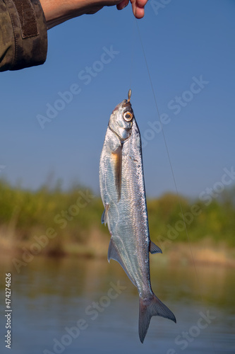 Sport fishing in the north river. Dynamic picture when Sabrefish (Pelecus cultratus) are brought to the surface photo