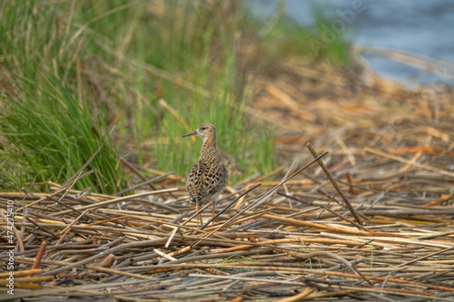 Ruff (Philomachus pugnax, female) on the edge of the terrestrialization mire. Spring migration period, when females fly separately from males photo