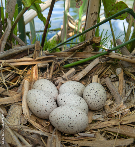 Bird's Nest Guide. Nidology. European coot (Fulica atra) nest on a eutrophied lake with an abundance of cattails photo