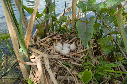 Bird's Nest Guide. Nidology. European coot (Fulica atra) nest on a eutrophied lake with an abundance of cattails photo